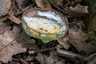 Aranypenész (Hypomyces chrysospermus), Pilis